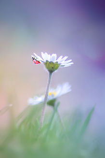 A surprins lumea magică a animăluţelor în fotografii fascinante (Galerie Foto)