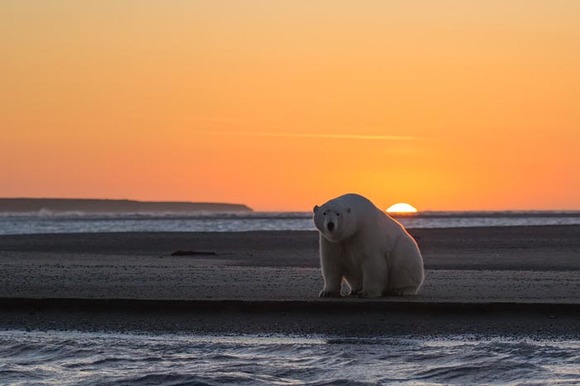 S-a dus în Alaska să fotografieze urşi polari în zăpadă – dar acolo nu mai era zăpadă! Imaginile cutremurătoare (Galerie Foto)