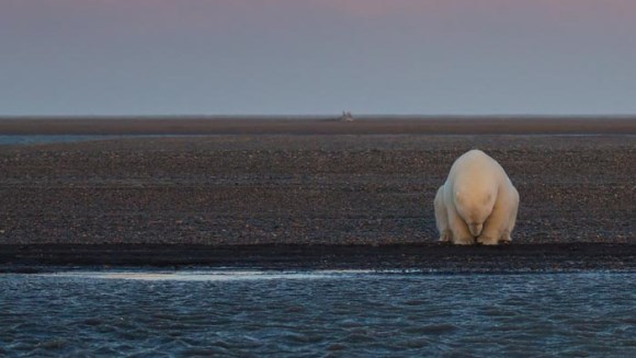 S-a dus în Alaska să fotografieze urşi polari în zăpadă – dar acolo nu mai era zăpadă! Imaginile cutremurătoare – Galerie foto