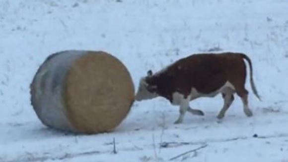 O vacă tocmai a descoperit cea mai tare jucărie: balotul de fân – VIDEO