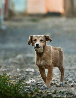 Cum ar arăta animalele, dacă animalele ar avea formă de cub (Galerie Foto)