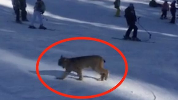 Un râs a ieşit la plimbare printre schiori… Cum au reacţionat turiştii – VIDEO