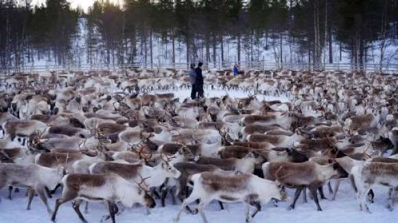 Renii din Scandinavia sunt încă radioactivi în urma dezastrului de la Cernobîl – Galerie Foto