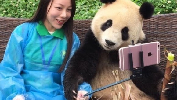 Un urs panda se pricepe de minune să pozeze în selfie-urile cu turiştii – Galerie Foto