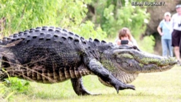 Un aligator uriaş a înspăimântat turiştii din Florida. ”Ăsta chiar este un dinozaur” – VIDEO