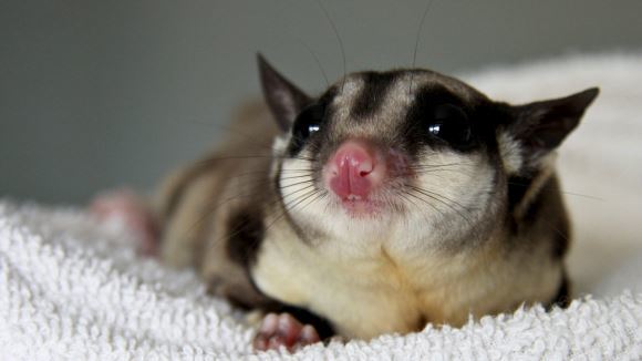 10 sugar glider de care te vei îndrăgosti iremediabil – Galerie Foto