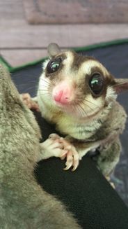 10 sugar glider de care te vei îndrăgosti iremediabil – (Galerie Foto)