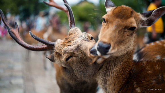 Love is the air: 14 cupluri care ne demonstrează că dragostea este superbă şi în regatul animalelor (Galerie foto)