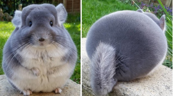 Aceşti chinchilla au funduleţul atât de rotund, încât am spune că sunt de jucărie – Galerie foto