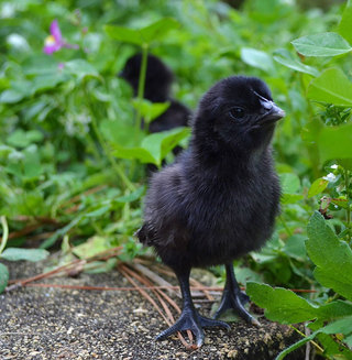 Ayam Cemani sau „Puiul Lamborghini”, un „must have” al crescătorilor de păsări exotice (Galerie Foto)