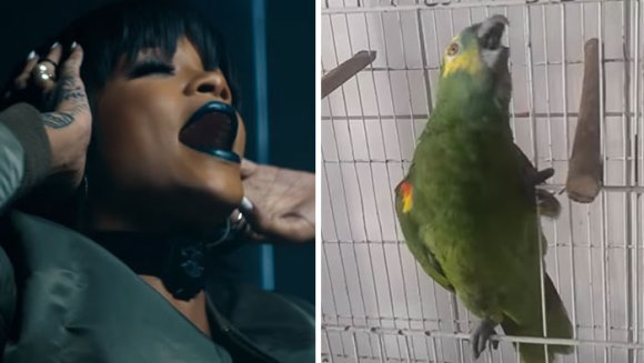 Viralul săptămânii – Mai ceva decat Rihanna: papagalul care o imită perfect pe cântăreaţă a devenit vedetă – VIDEO