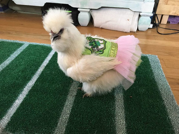 Faceţi cunoştinţă cu Darla, găinuşa cu fustă din tulle! Este un animal de terapie grozav (Galerie foto)