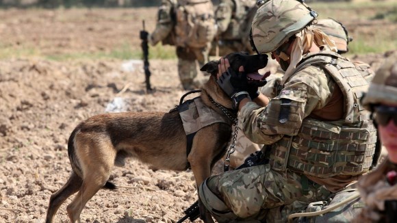 Viaţa câinilor militari, în fotografii care ne vor zgudui inima – Galerie foto