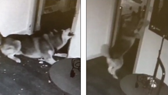 “Who let the dogs out?” Un husky a scăpat din cuşcă şi a eliberat şi celelalte animale dintr-o clinică veterinară din China – VIDEO