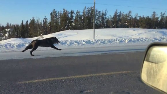 A filmat doi lupi alergând paralel cu maşina ei, care mergea cu 50 km/h – VIDEO