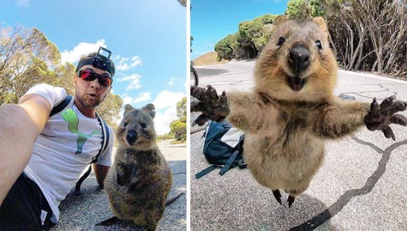 S-a întâlnit cu cel mai prietenos quokka din lume. Animăluţul nu l-a lăsat să plece până nu au făcut poze împreună – Galerie foto