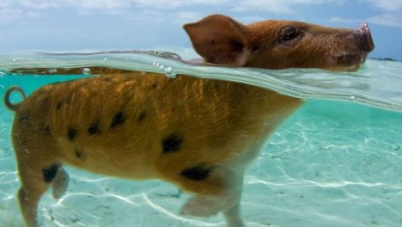 Porci înotători din Bahamas găsiţi morţi, după ce un turist le-a dat să bea alcool