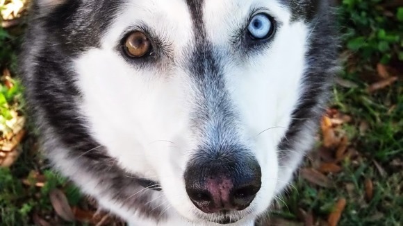 Heterocromia: imagini savuroase cu patrupezani canini care au ochii de culori diferite – Galerie foto