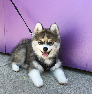 Norman – Pomeranianul-husky ce pare de jucărie (Galerie foto)