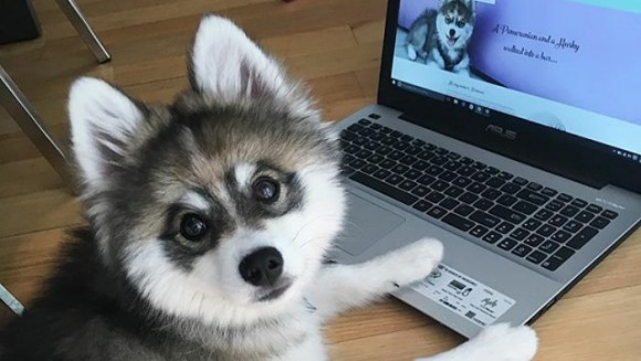 Norman – Pomeranianul-husky ce pare de jucărie – Galerie foto