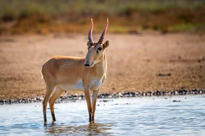 Animale pe cale de dispariție în 2024: specii care au avut reveniri și specii încă în pericol