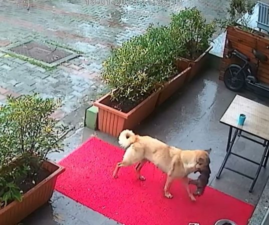 Istanbul: o cățelușă fără adăpost și-a adus puiul inconștient la o clinică veterinară pentru a-i salva viața