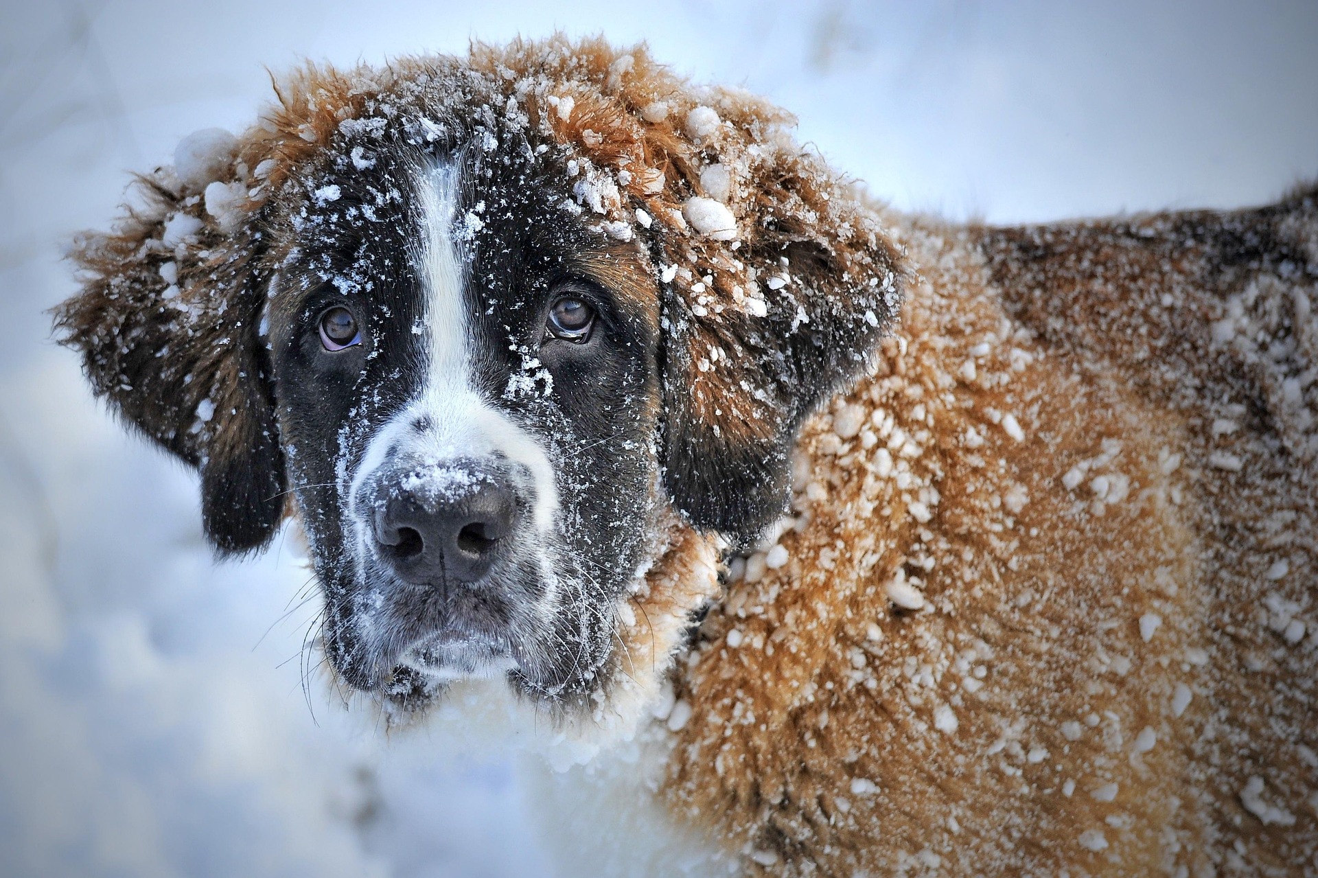 10 sfaturi pentru a vă menține animalul de companie în siguranță iarna. Sursa foro: Pixabay