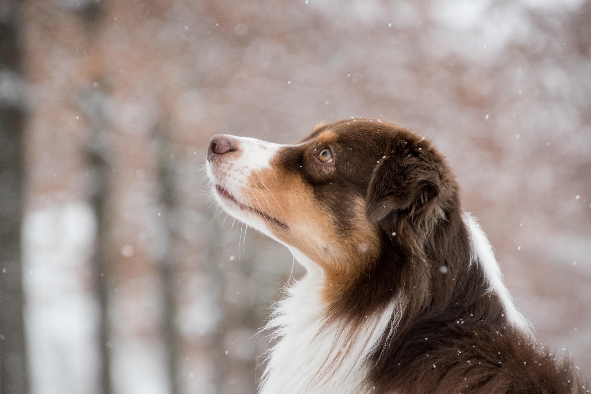 Cum îți ajuți câinele să se adapteze la diferențele de temperatură. Sursa foto: Pixabay.com