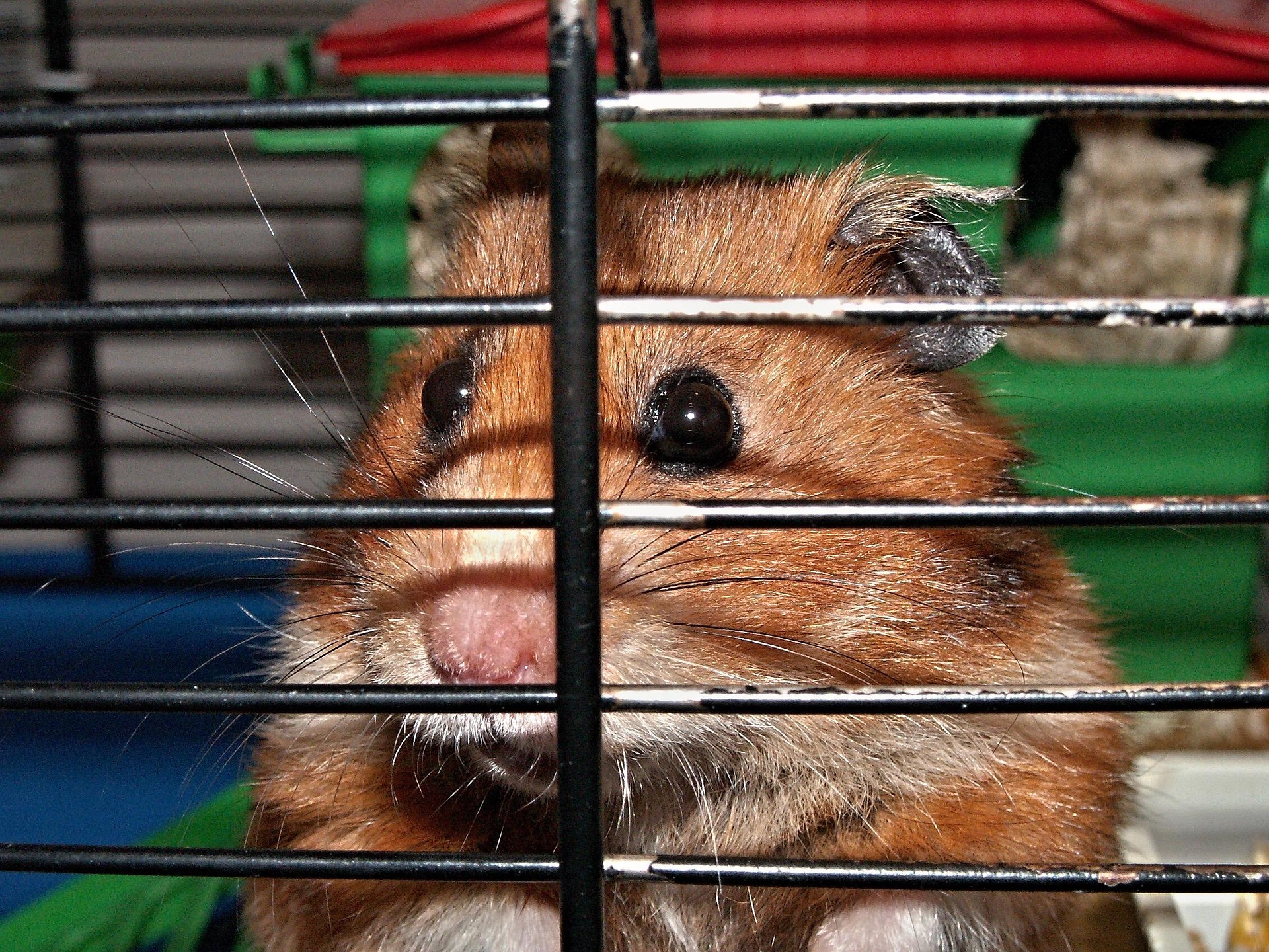 Hamsterul, singurul animal care poate bea 21 de sticle de vin pe zi, fără să se îmbete. Sursa foto: Pixabay.com