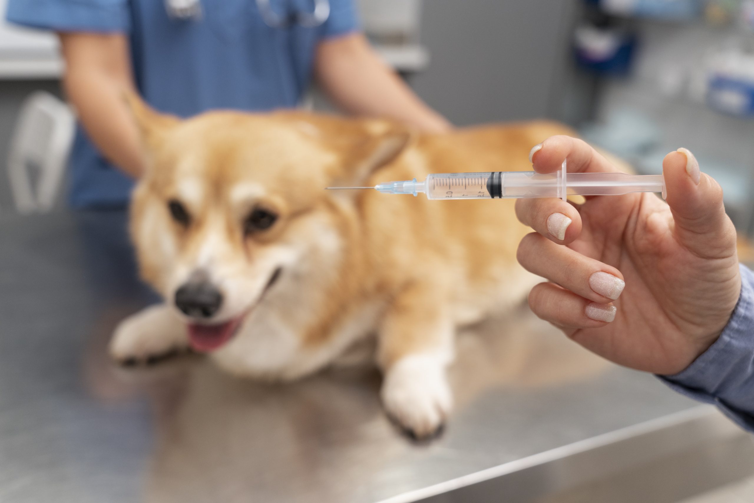 Stăpânii de animale de companie din America ezită să le mai vaccineze