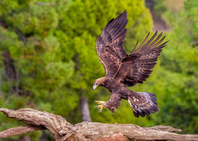 Top 5 cele mai rare și spectaculoase specii de păsări care trăiesc în România