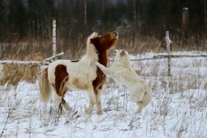 Animalele care pot mânca zăpadă în locul apei potabile