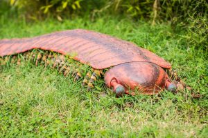 Arthropleura