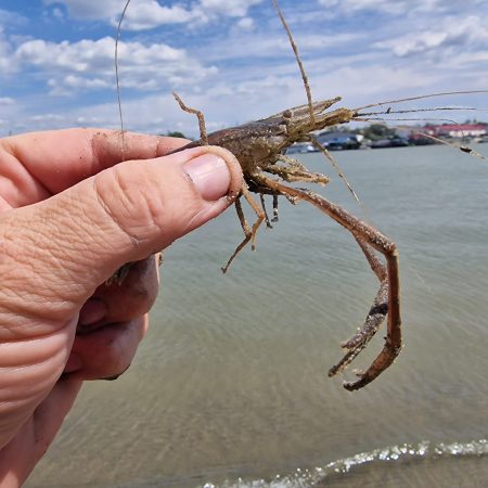 Creveţii orientali de apă dulce din Asia, în Dunărea românească! Cum ameninţă ecosistemul