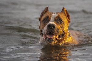 Păstrează-ți animalul în siguranță și calm în timpul dezastrelor naturale