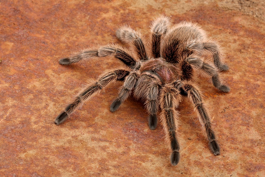 Tarantula, singurul păianjen care poate trăi 2 ani fără mâncare