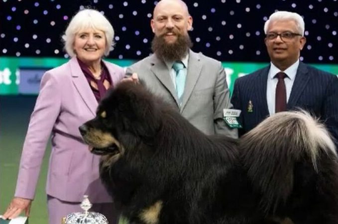 România are cu ce se mândri! Viking, un câine din rasa Mastiff Tibetan, a câștigat titlul mondial. VIDEO