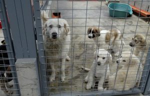 Străinii, fascinați de câinii și pisicile din România. Îi adoptă pe bandă rulantă. Câte animale se trimit peste hotare?