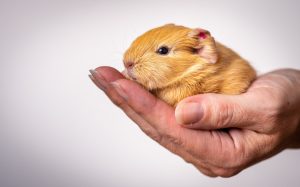 Hamsterul are nevoie de baie? Explicația specialiștilor