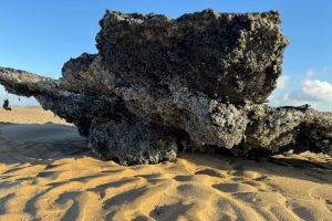 Temeri pentru fauna marină, pe măsură ce plasticul ajunge pe coasta Norfolkului